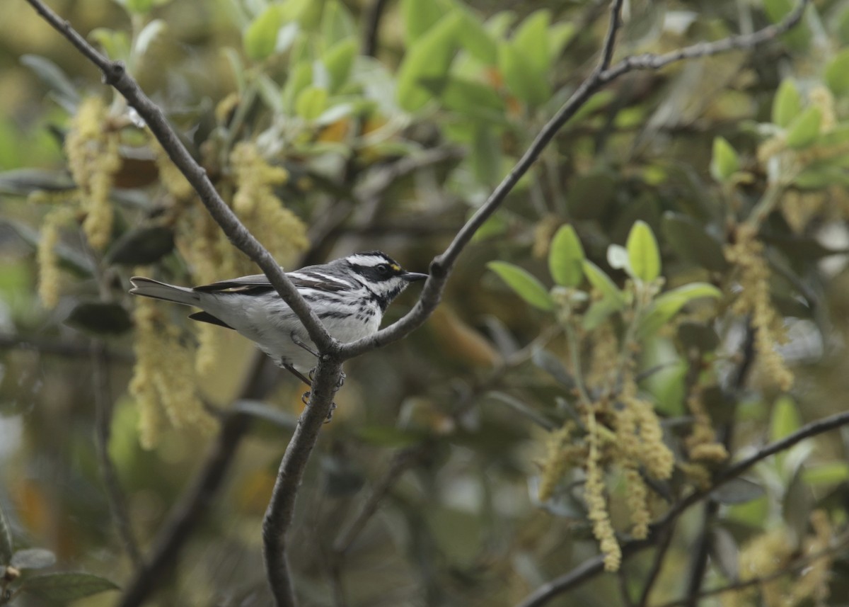 Black-throated Gray Warbler - Ryan Terrill