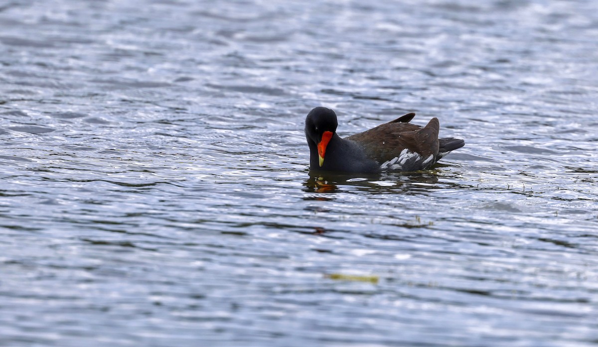 Common Gallinule - ML434376401