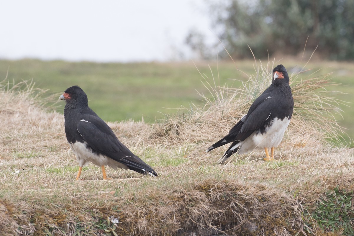 Caracara montagnard - ML434376491