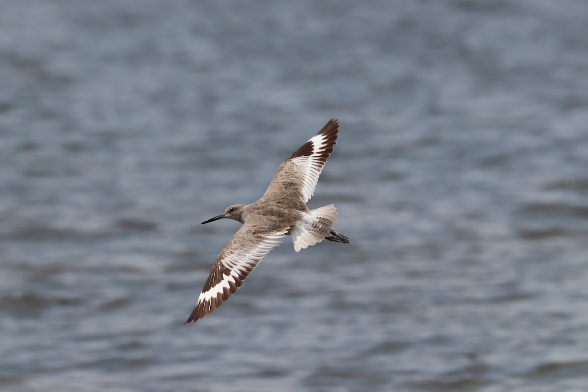 Willet - ML434376671