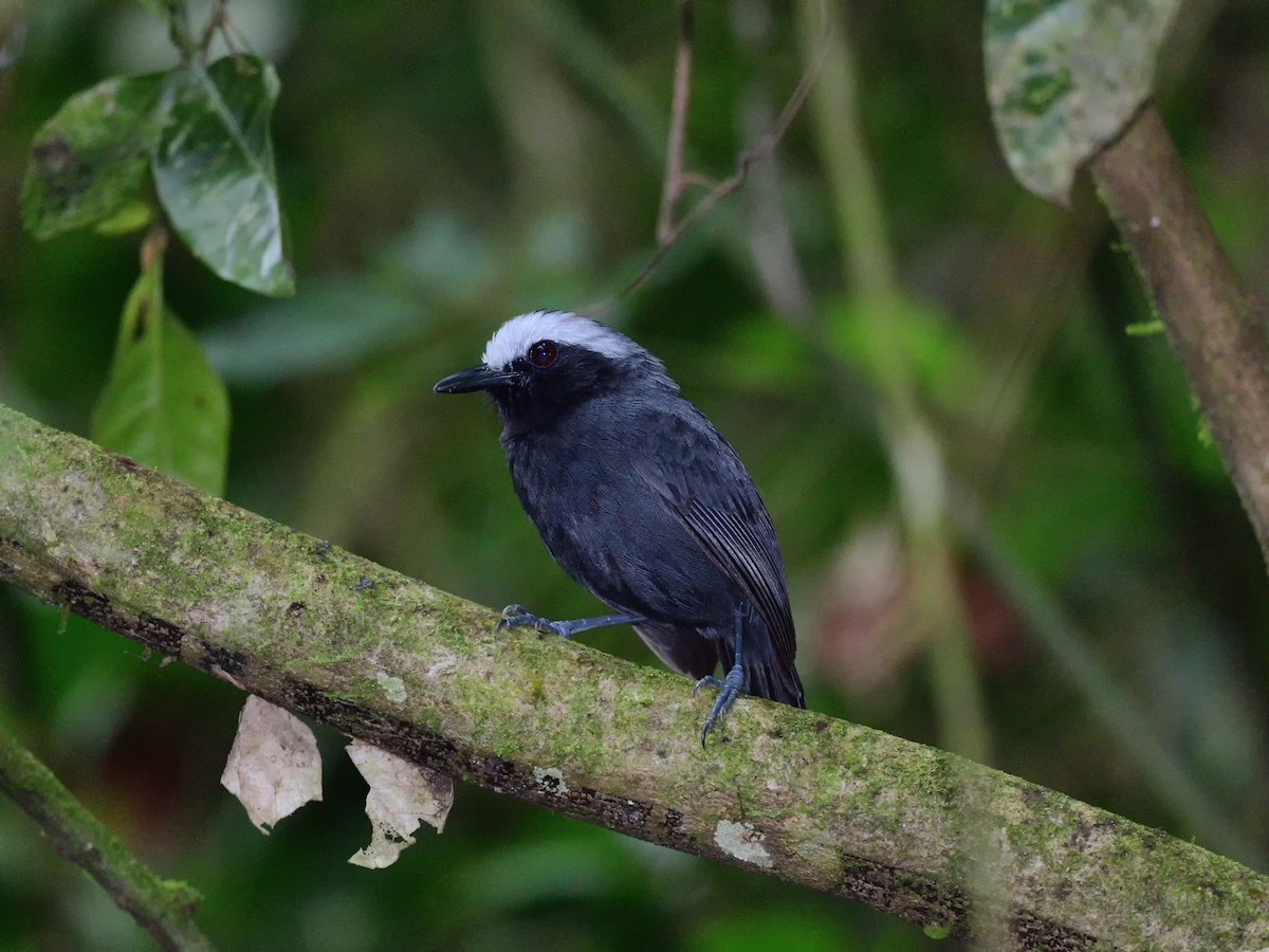 White-browed Antbird - ML434377581