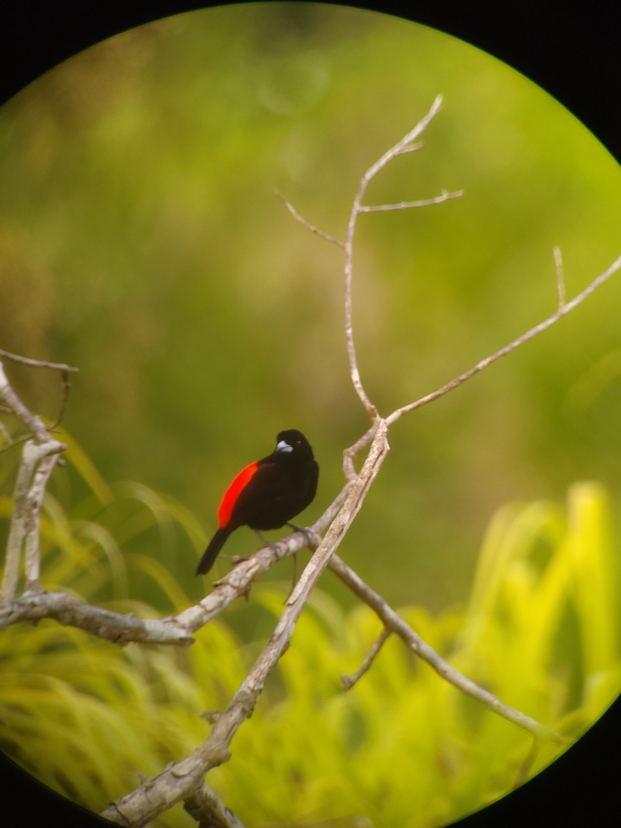 Scarlet-rumped Tanager - ML434378111