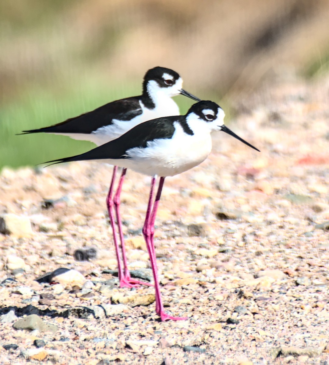 Cigüeñuela Cuellinegra - ML434381261