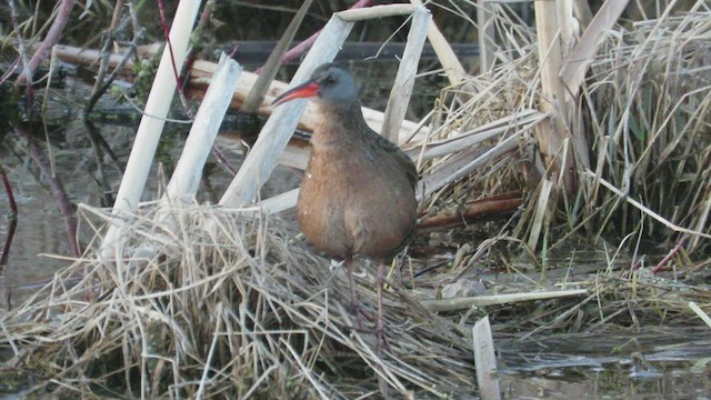 Virginia Rail - ML434381711