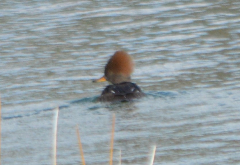 Hooded Merganser - ML43438241