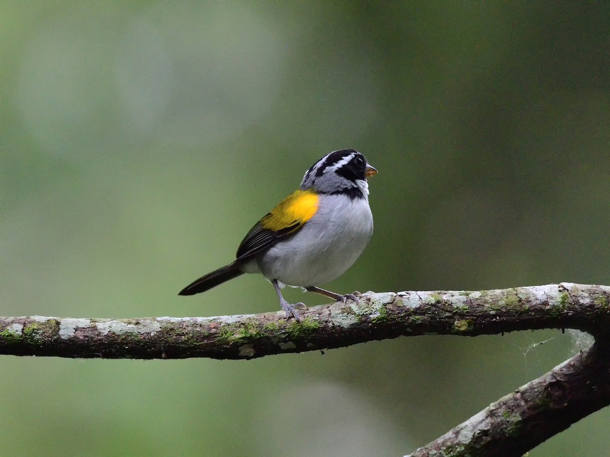 Pectoral Sparrow (Yellow-mandibled) - ML434383591