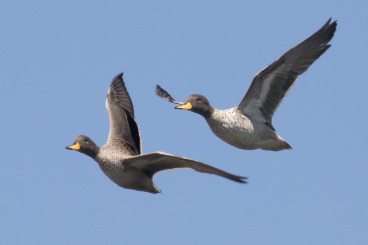 Yellow-billed Teal (oxyptera) - ML434384121