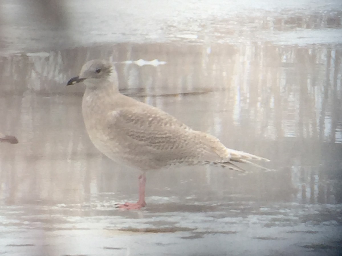 Iceland Gull - ML43438421