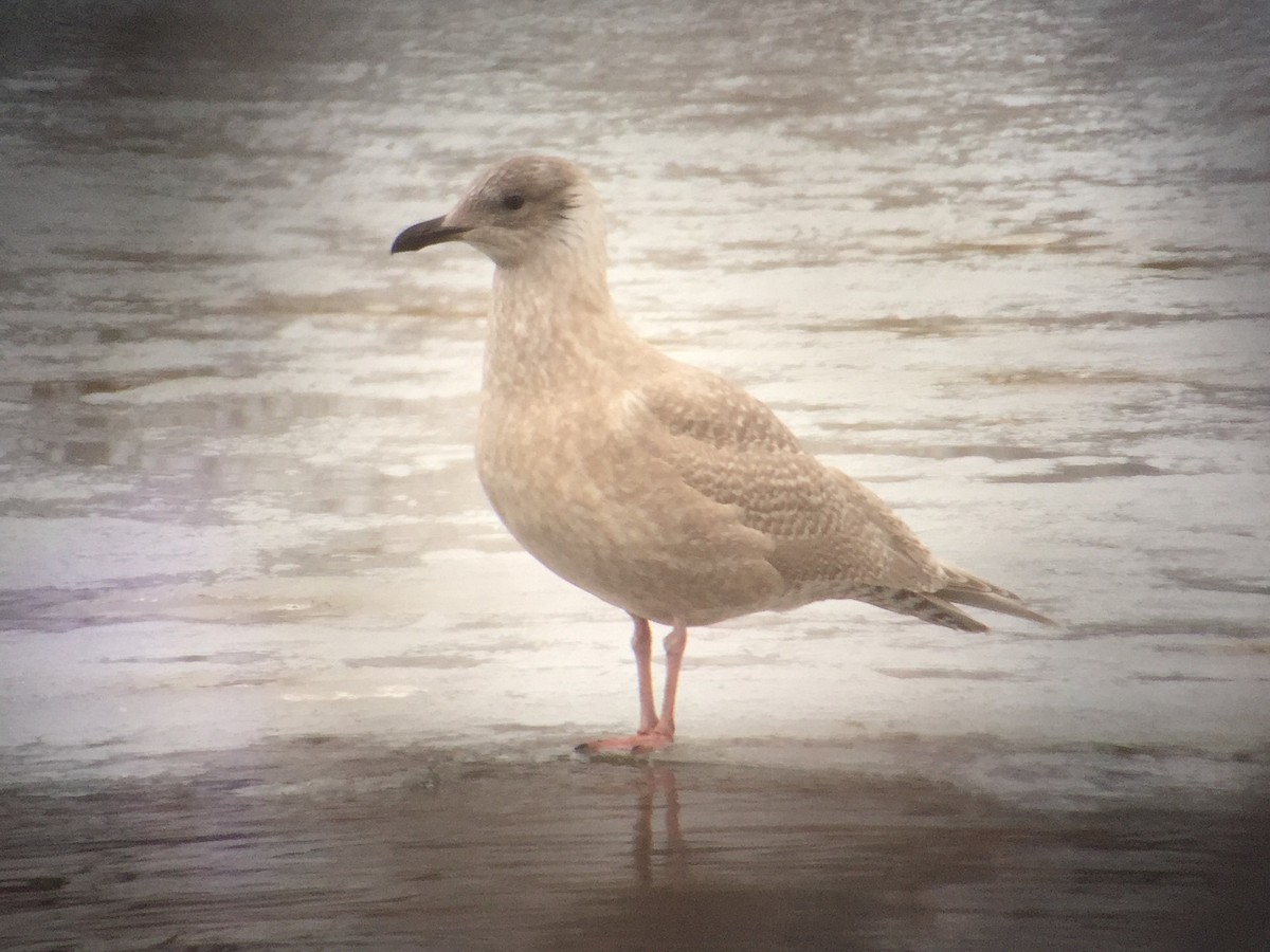 Iceland Gull - ML43438441