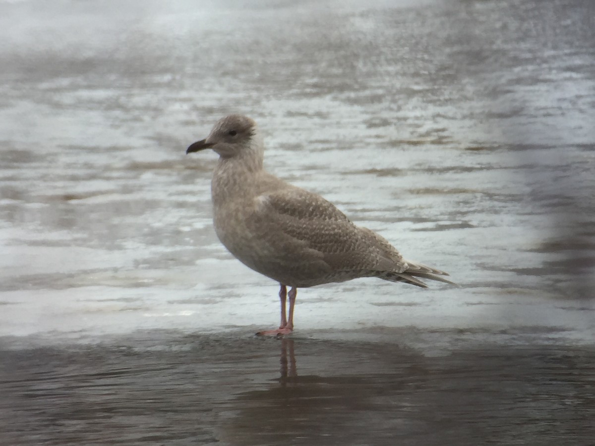 Iceland Gull - ML43438481