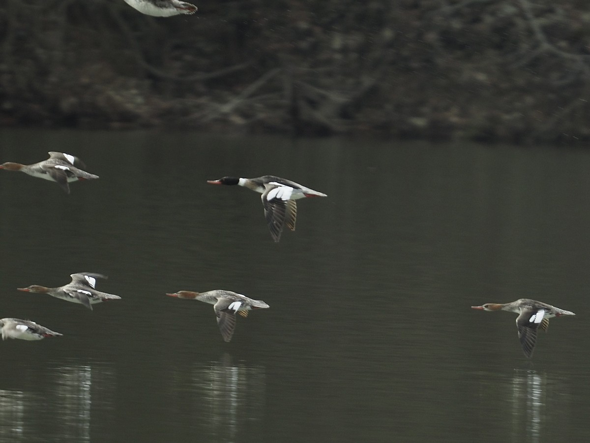 Red-breasted Merganser - ML434386321