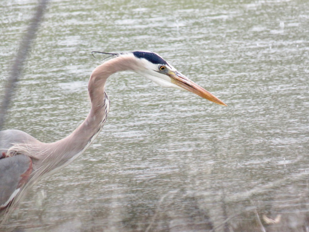 Great Blue Heron - ML434387871