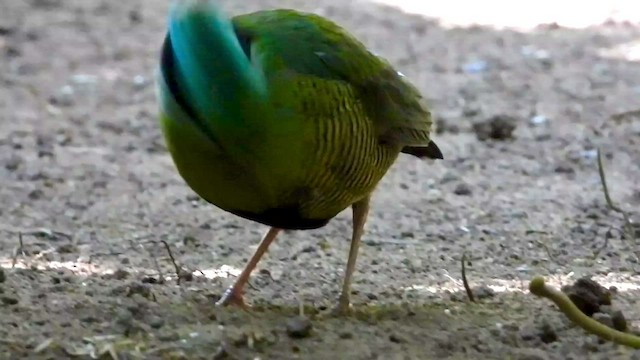 Bar-bellied Pitta - ML434388221