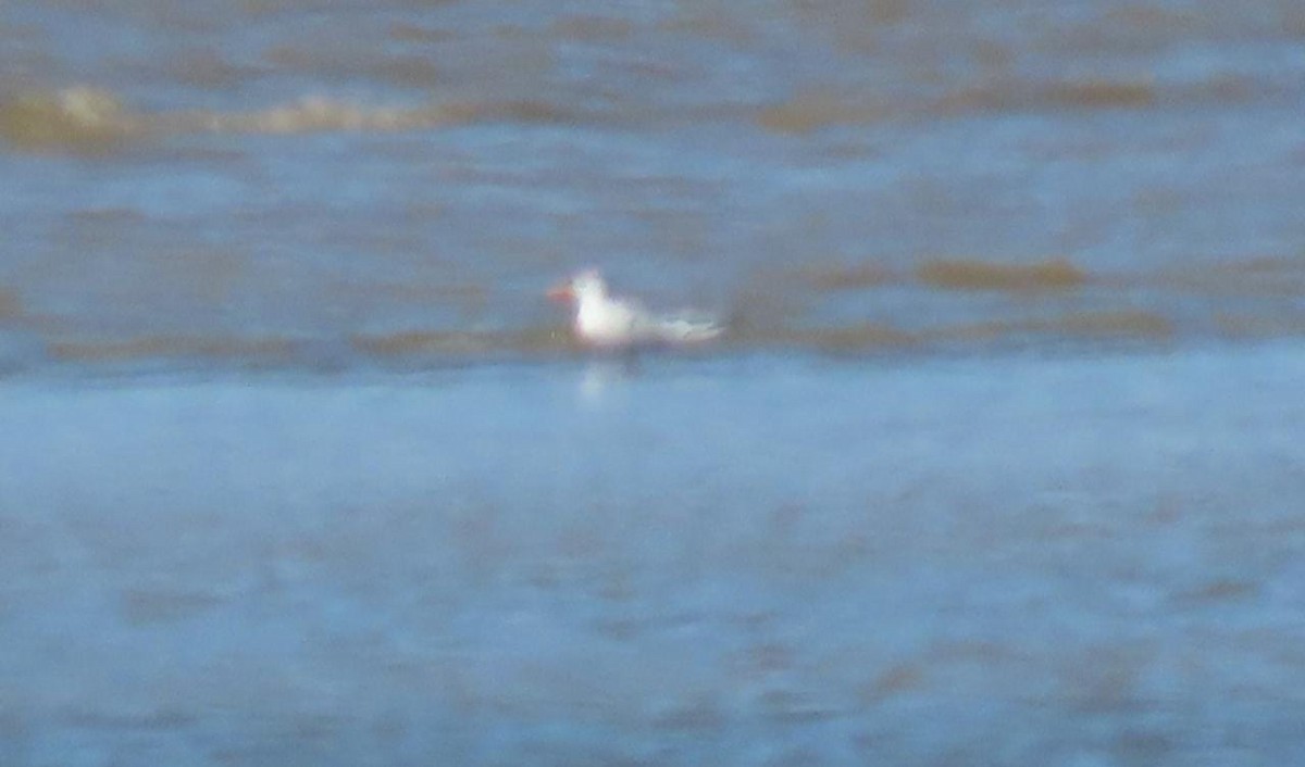 Royal Tern - ML434390111