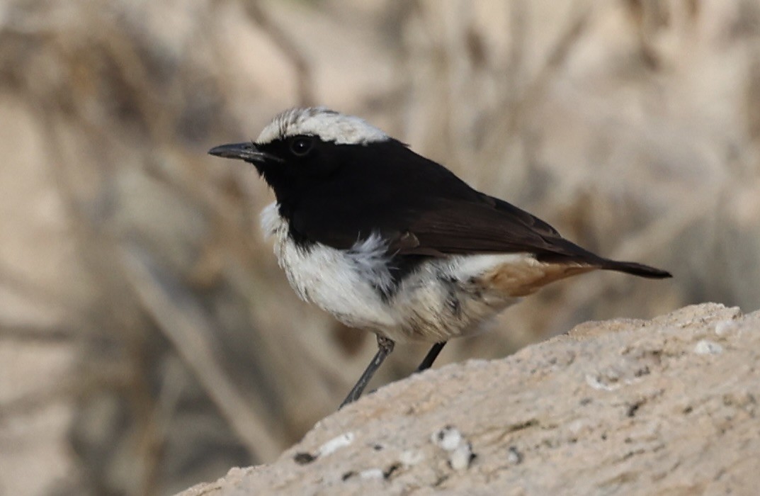 Arabian Wheatear - ML434390761