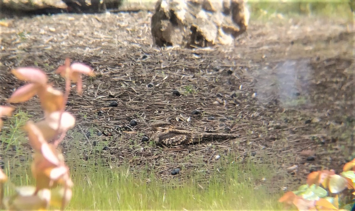 Red-necked Nightjar - ML434390931