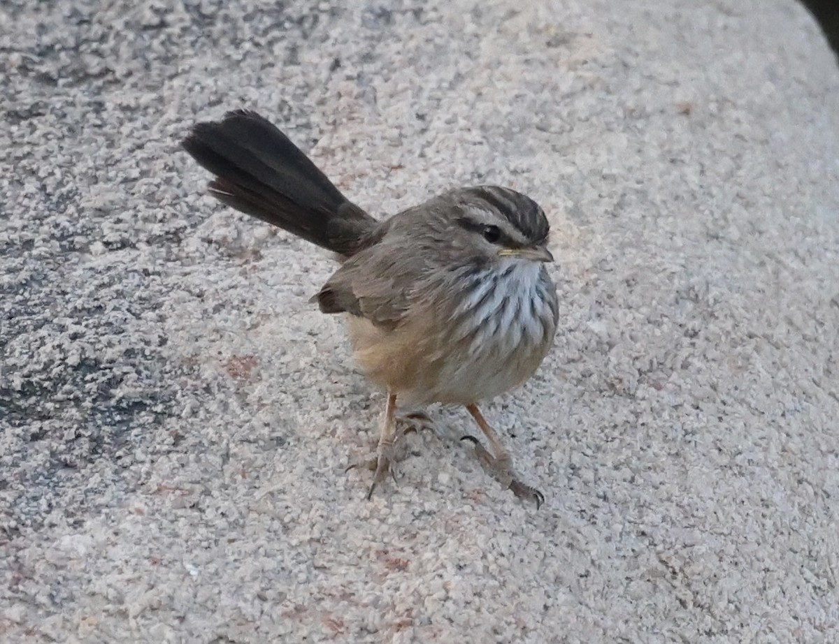Scrub Warbler - ML434391211