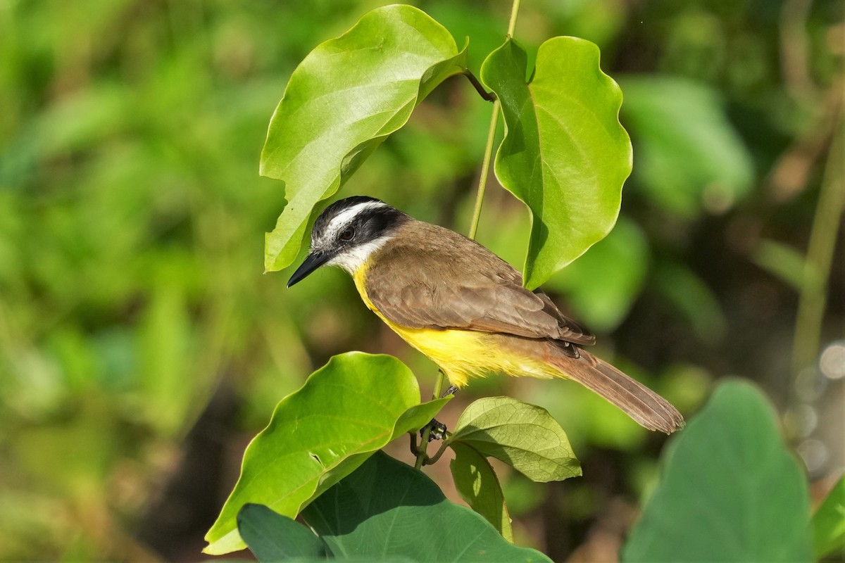 Lesser Kiskadee - ML434391781