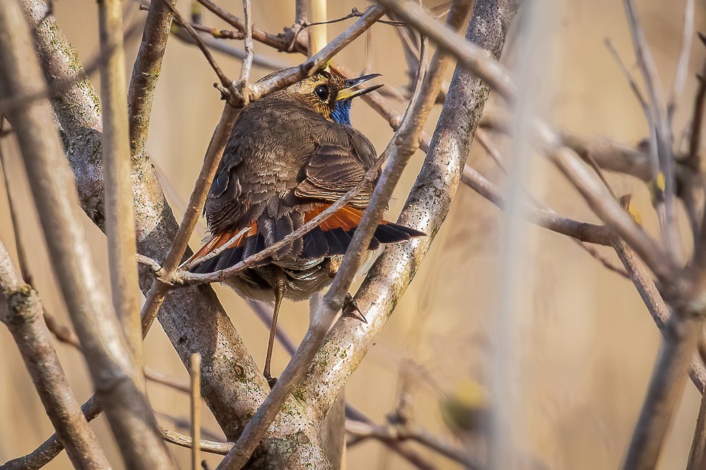 Bluethroat - ML434393061