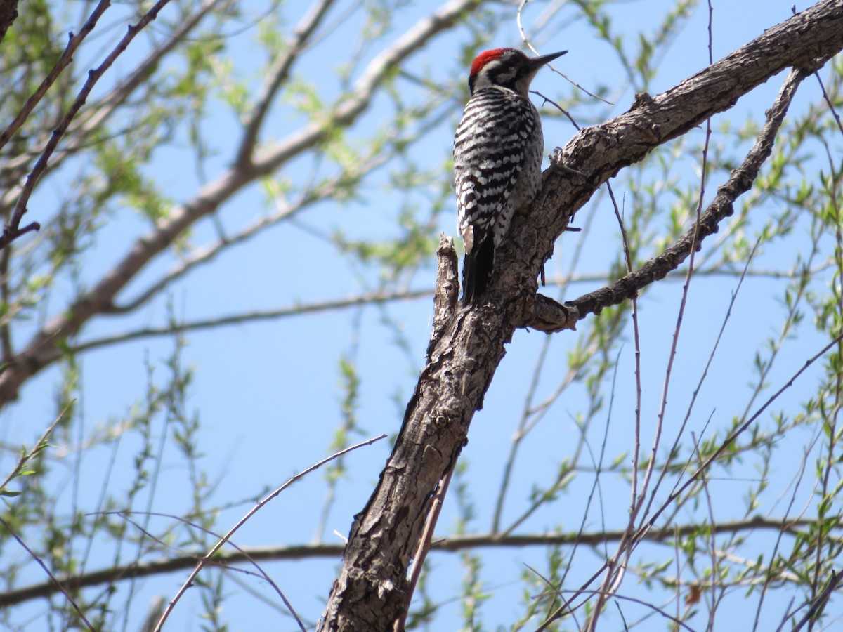 Ladder-backed Woodpecker - Deena Mickelson