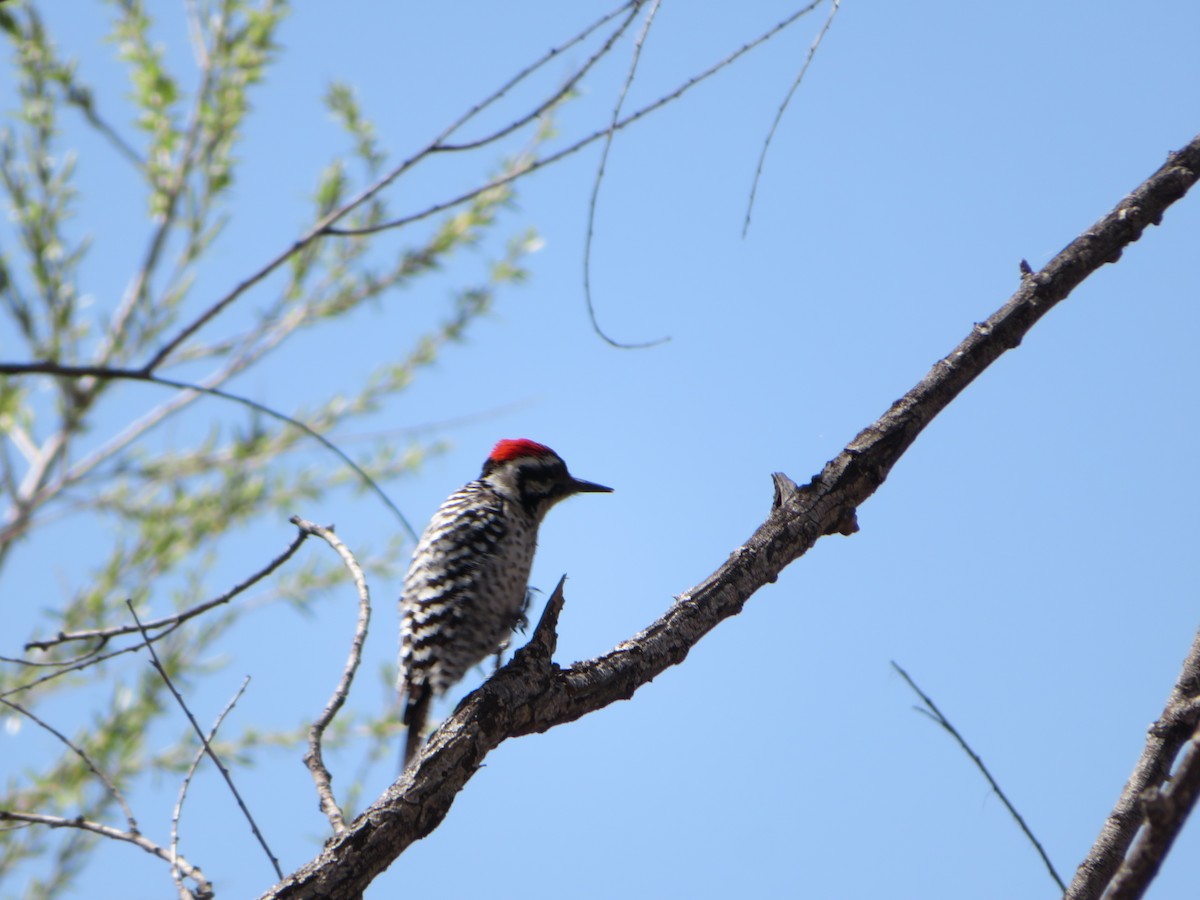 Ladder-backed Woodpecker - Deena Mickelson