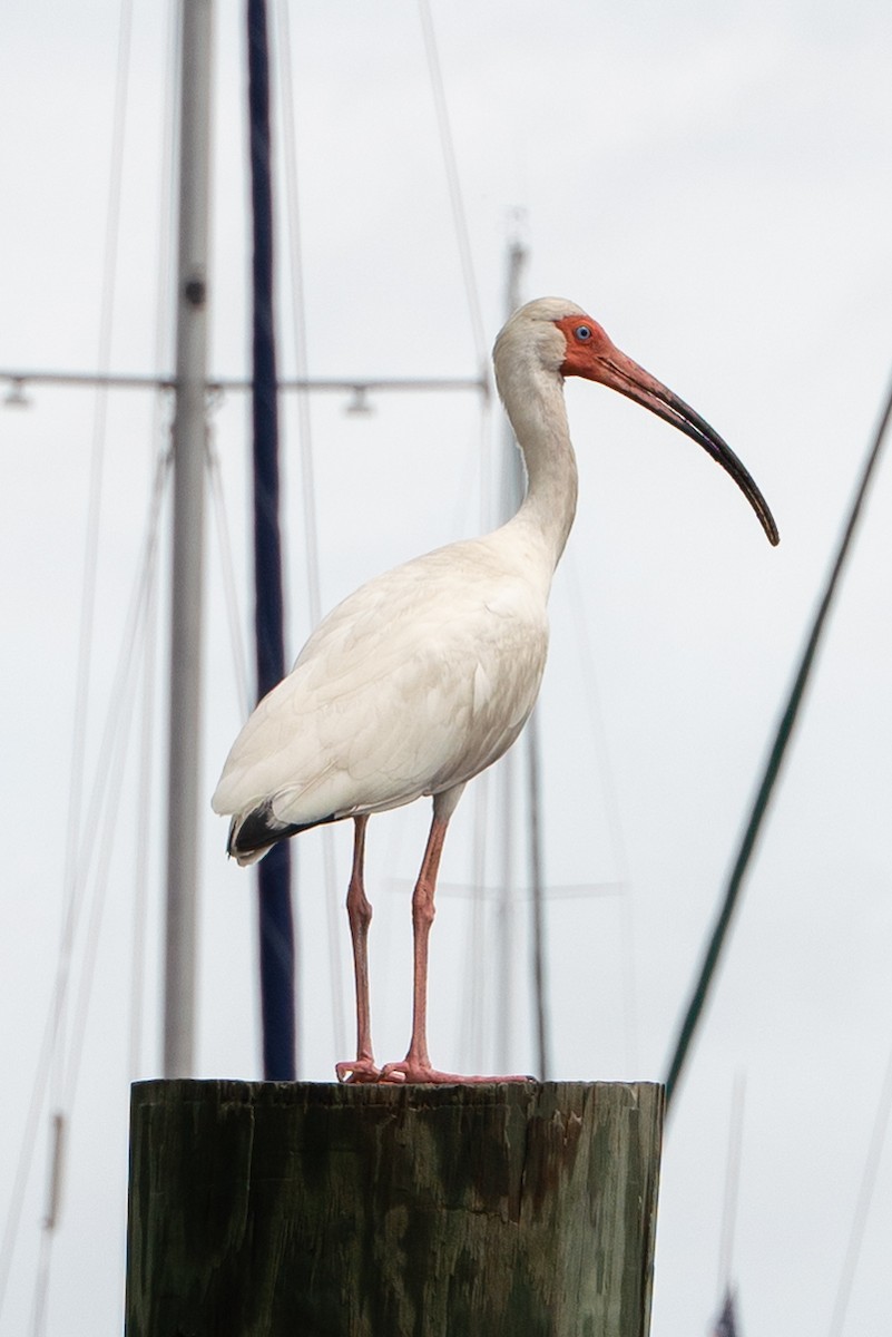 White Ibis - ML434395861