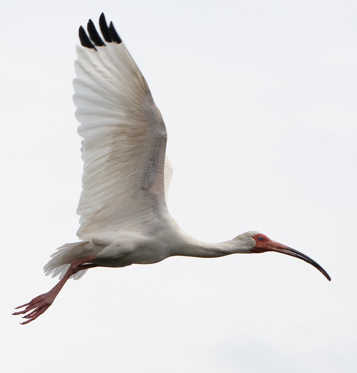 White Ibis - ML434396471