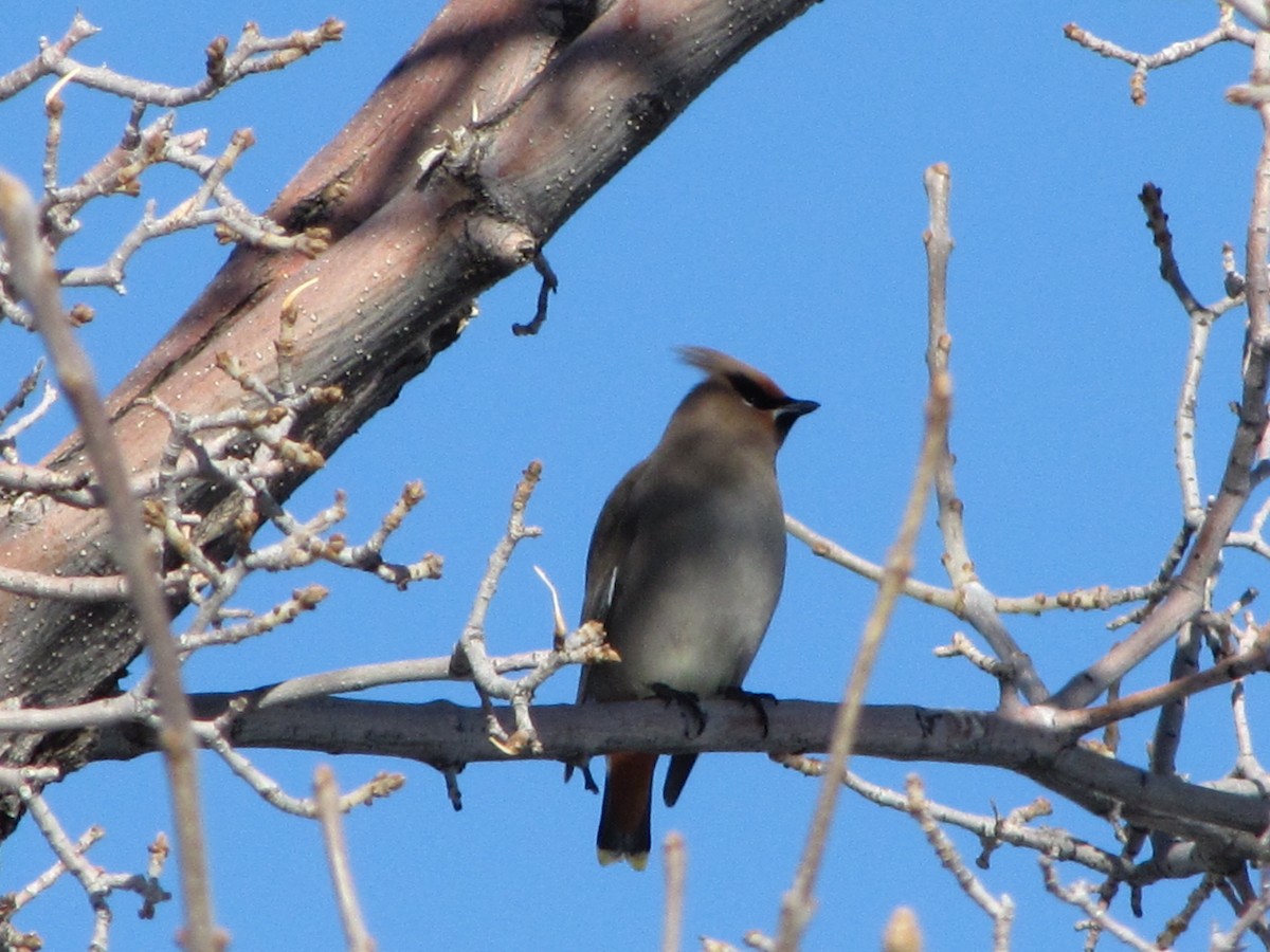 Bohemian Waxwing - ML43439711