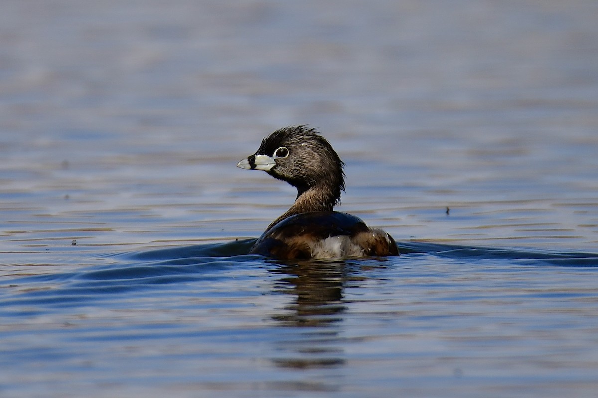 Pied-billed Grebe - ML434397151