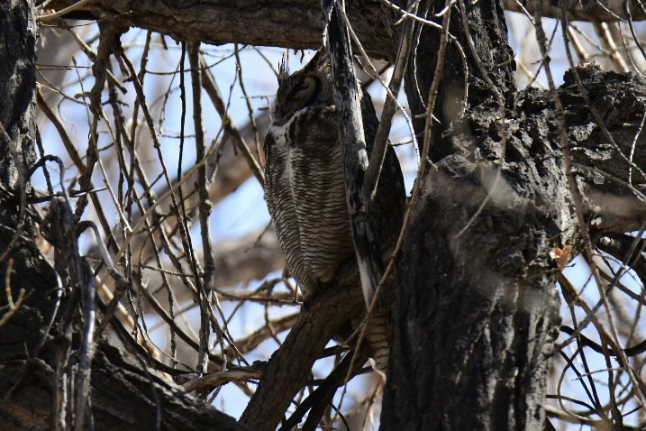 アメリカワシミミズク - ML434397221