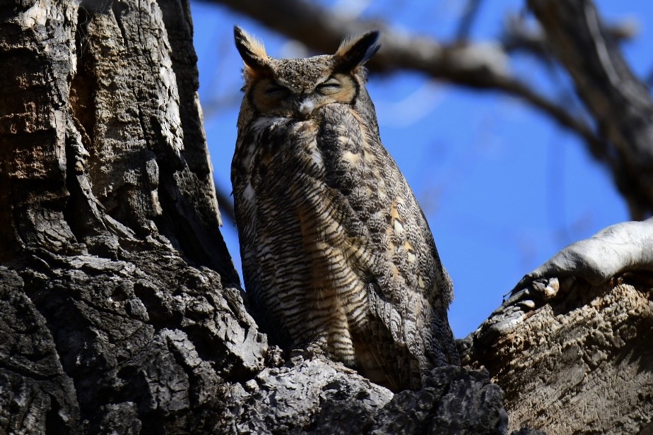 Great Horned Owl - ML434397231