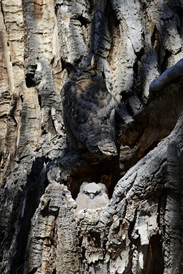 Great Horned Owl - ML434397241