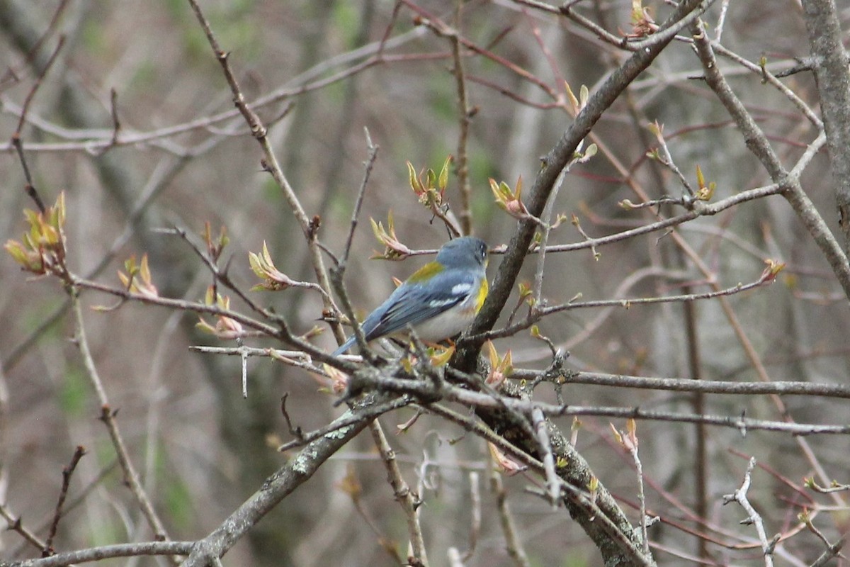 Northern Parula - ML434397291