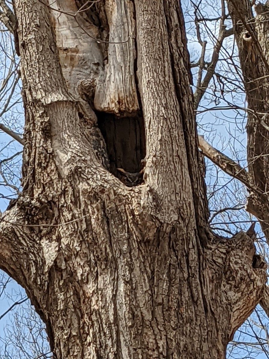 Great Horned Owl - ML434397361