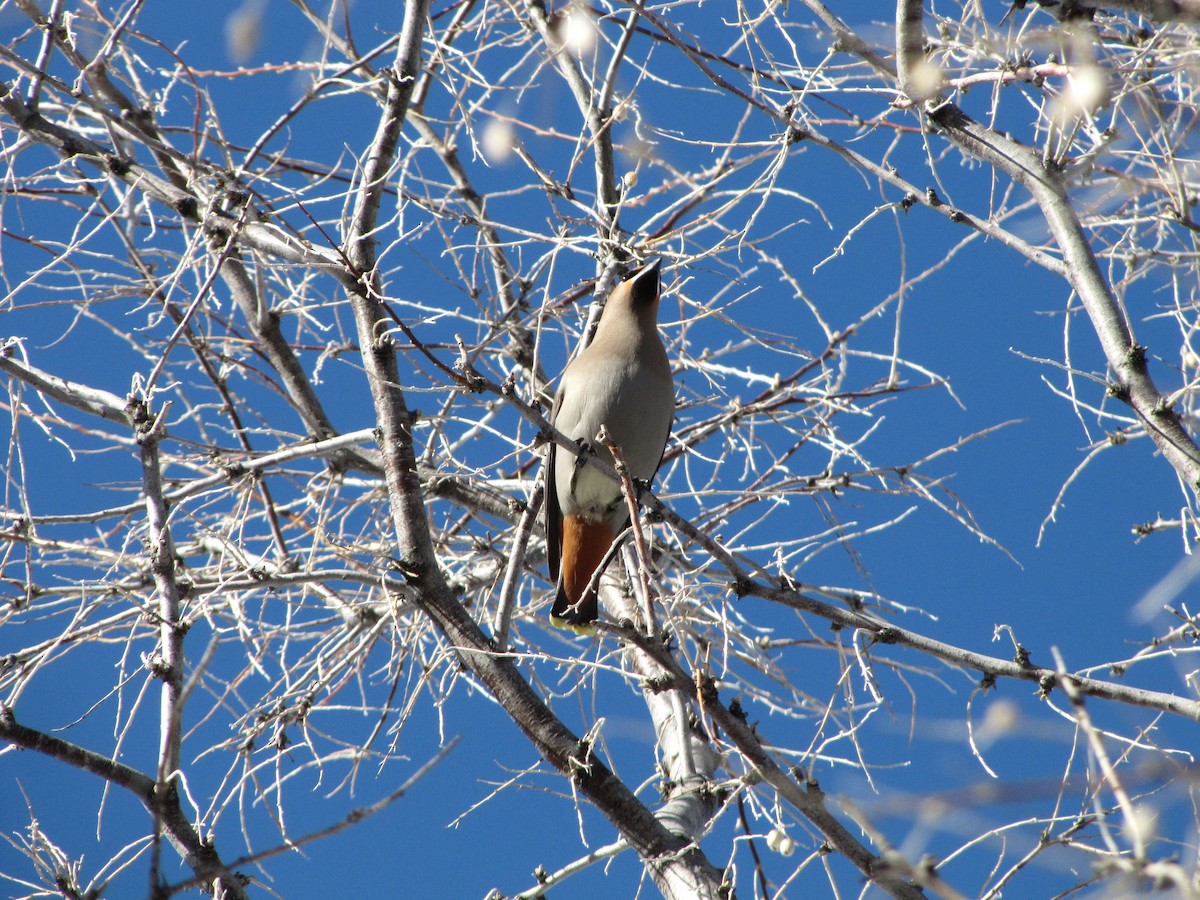 Bohemian Waxwing - ML43439761