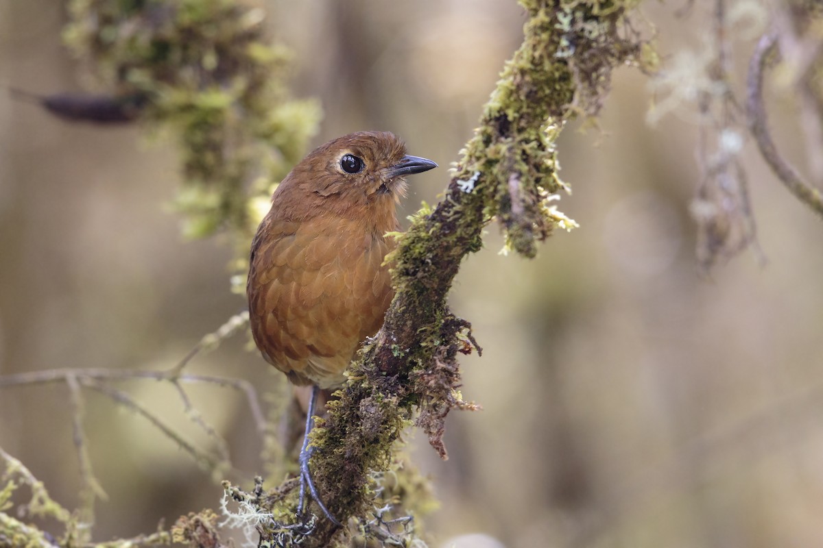 Junin Antpitta - ML434398271