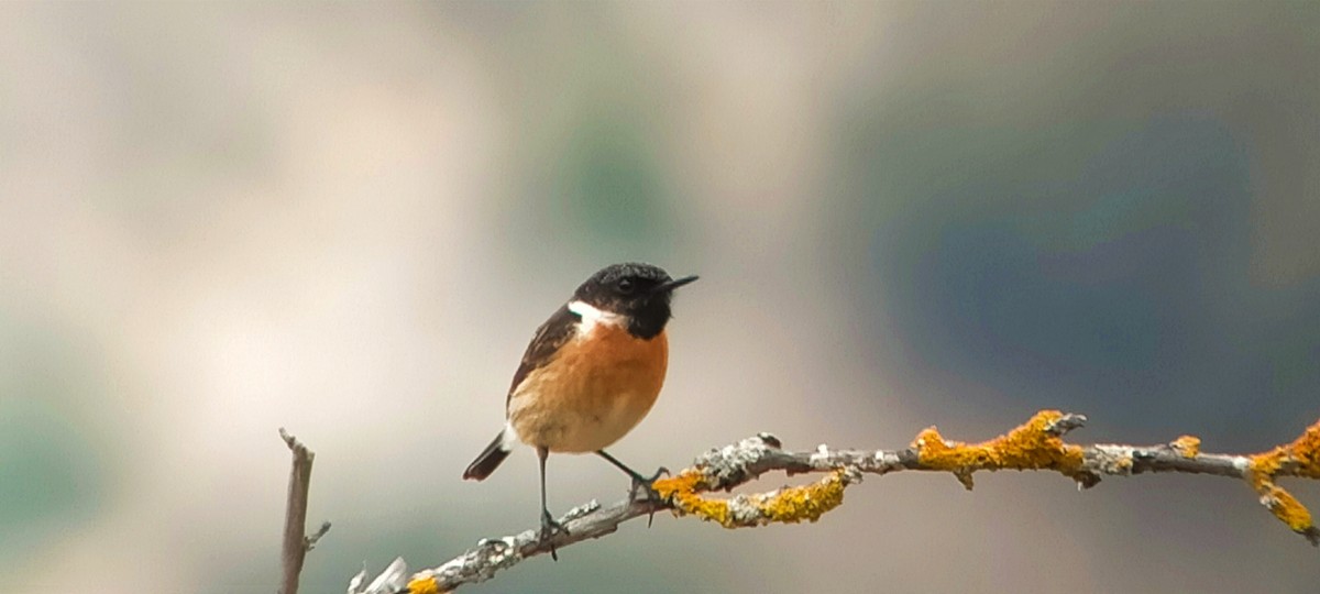 European Stonechat - Javier Morala/MCBirding.com