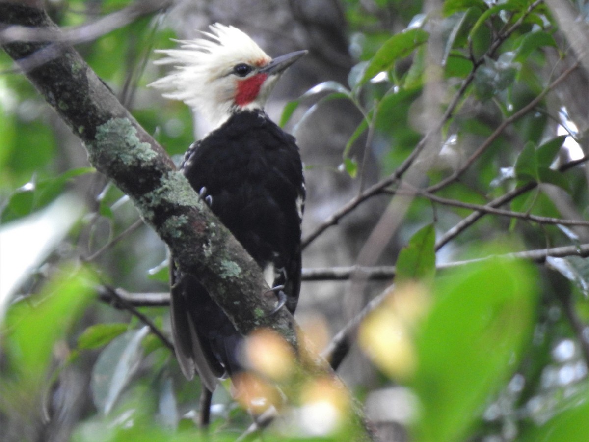 Blond-crested Woodpecker - ML434401511