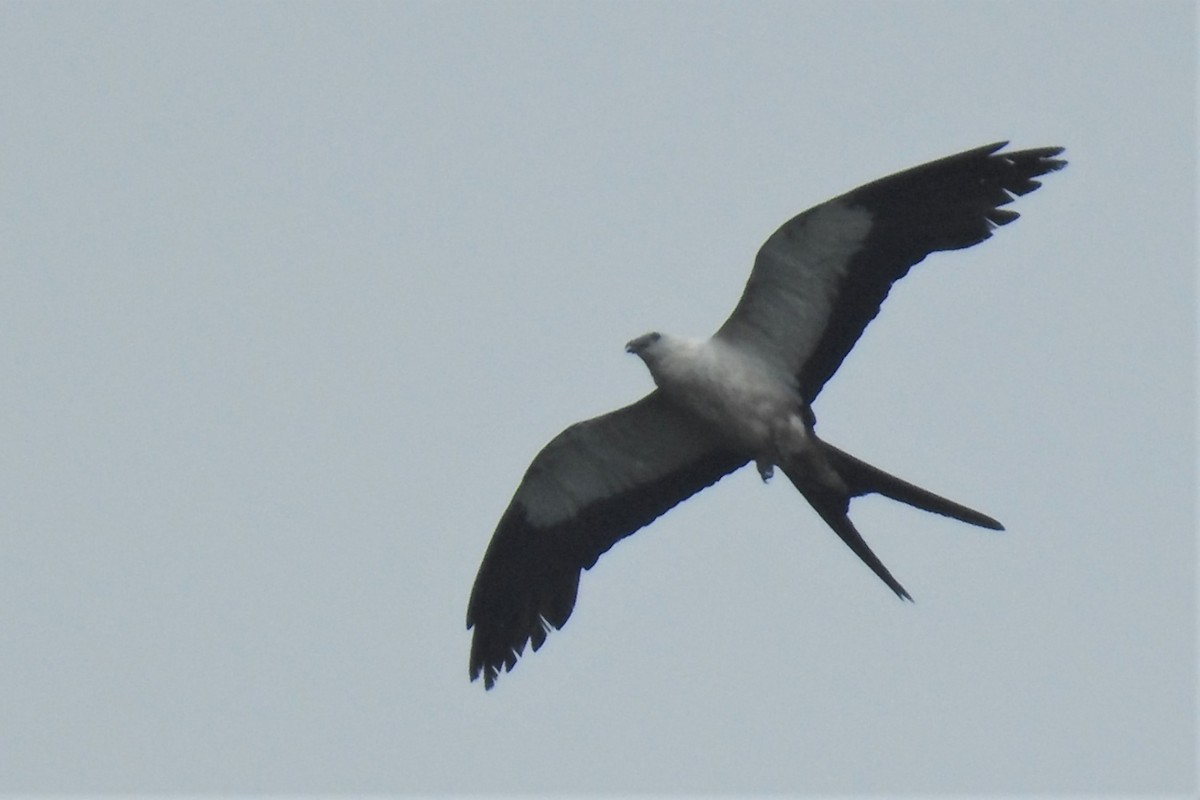 Swallow-tailed Kite - ML434401601