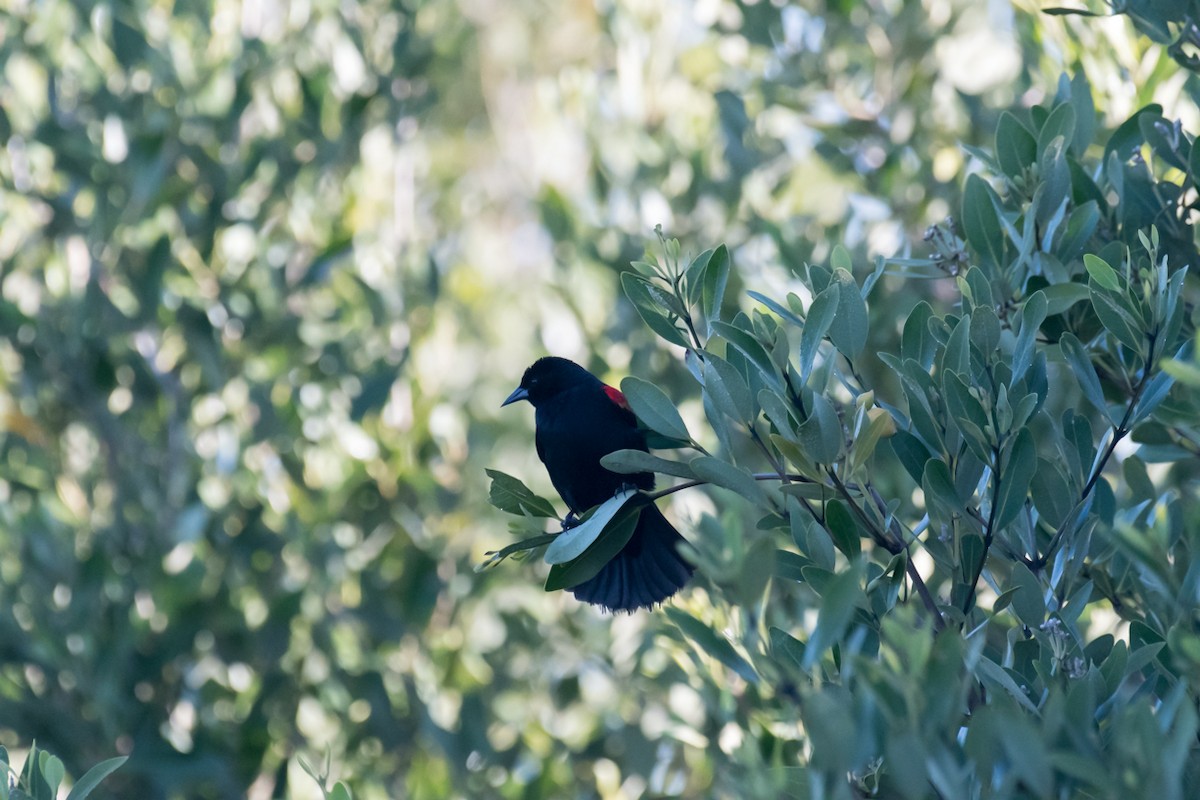 Red-winged Blackbird - ML434401661