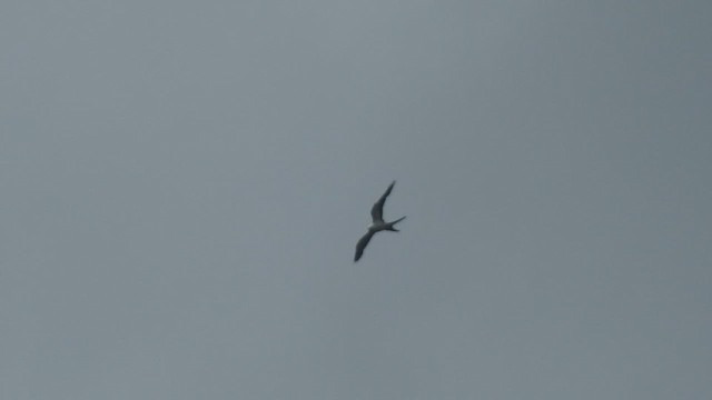 Swallow-tailed Kite - ML434401761