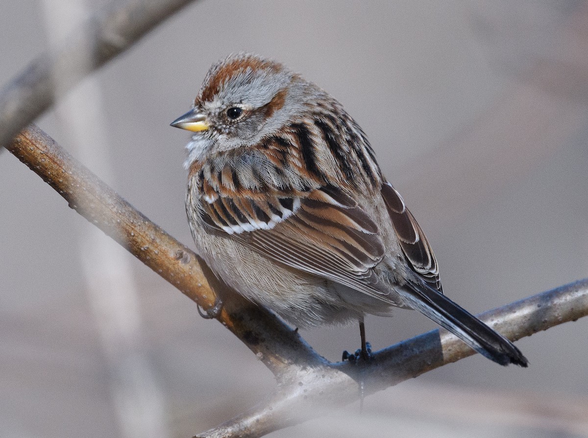 American Tree Sparrow - ML434401781