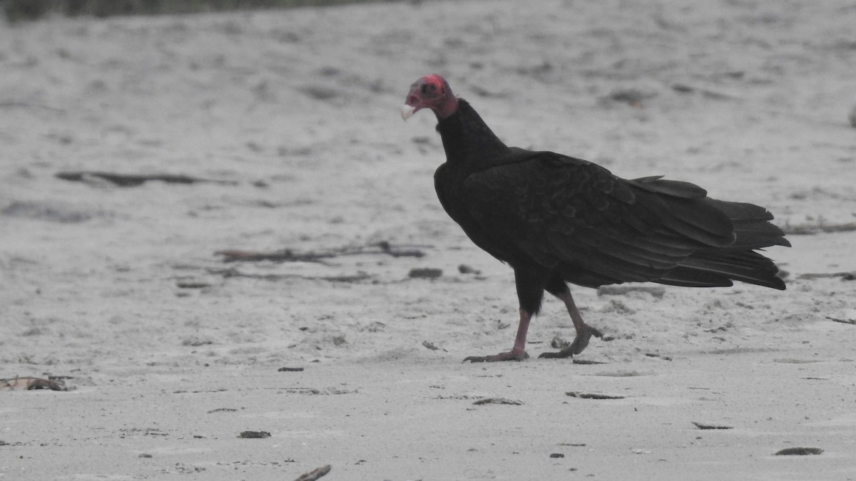 Turkey Vulture - ML434401851