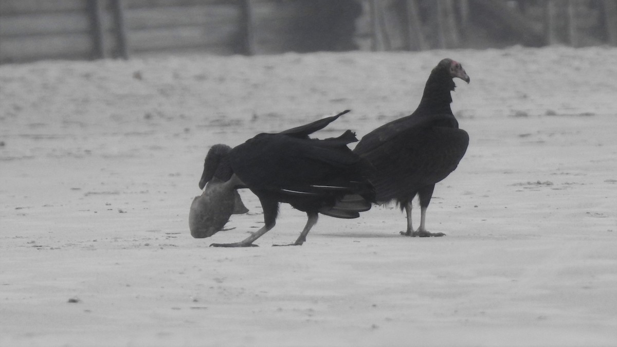 Black Vulture - ML434401861