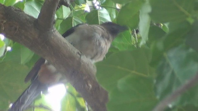 Gray Treepie - ML434401881