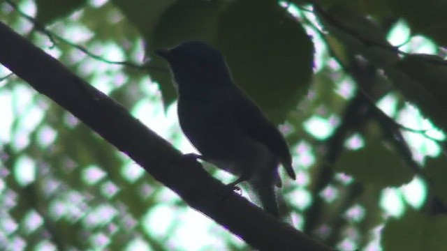 Black-naped Monarch - ML434402261