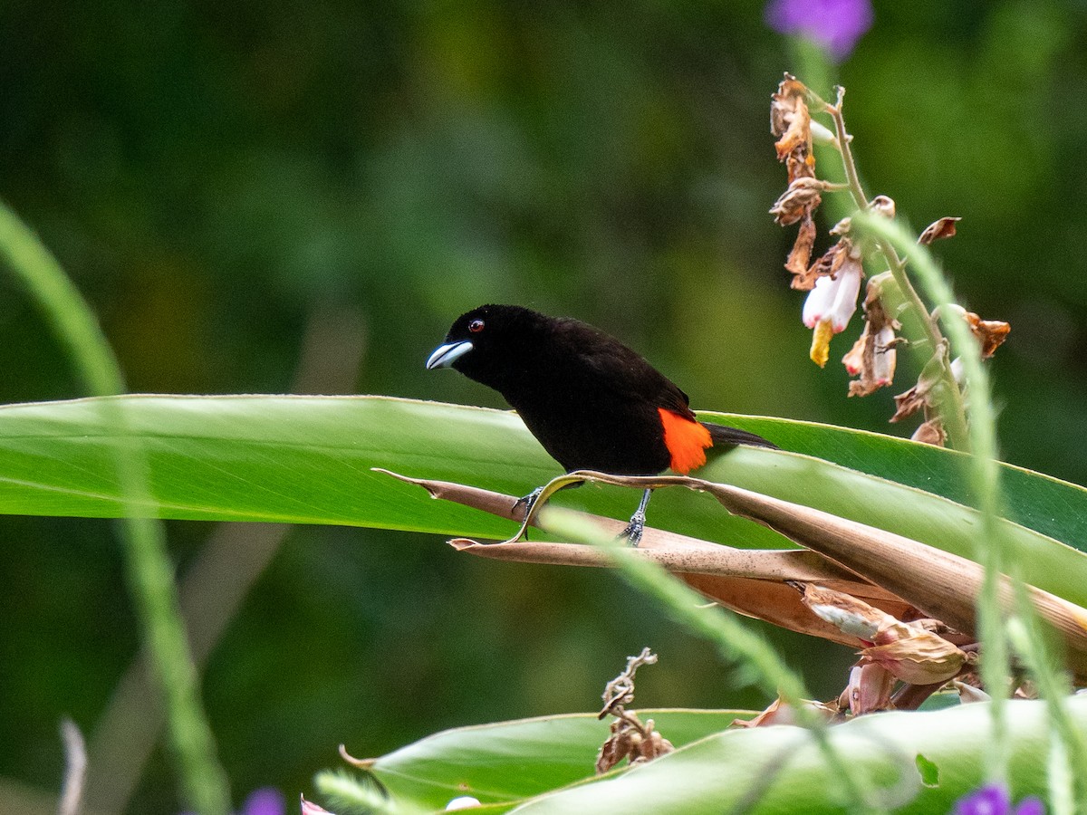 Scarlet-rumped Tanager - ML434402271