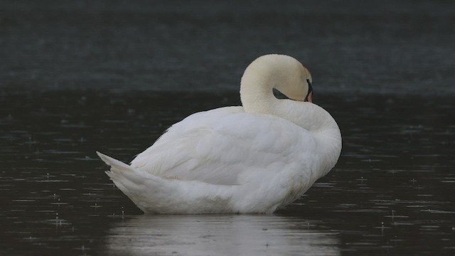 Mute Swan - ML434402301