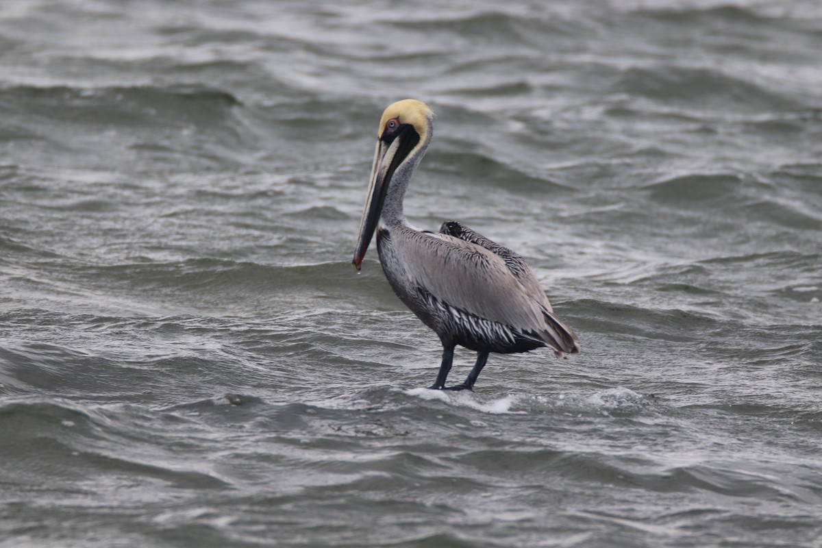 Brown Pelican - Zachary Holderby