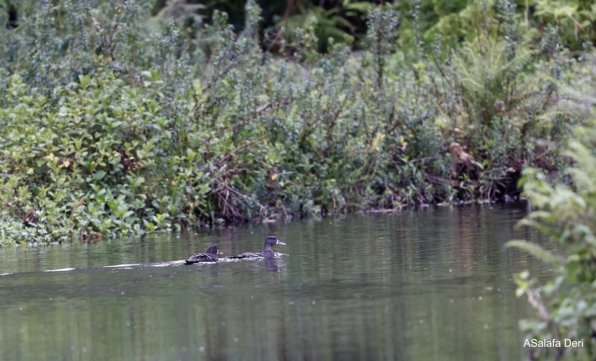 African Black Duck - ML434404281